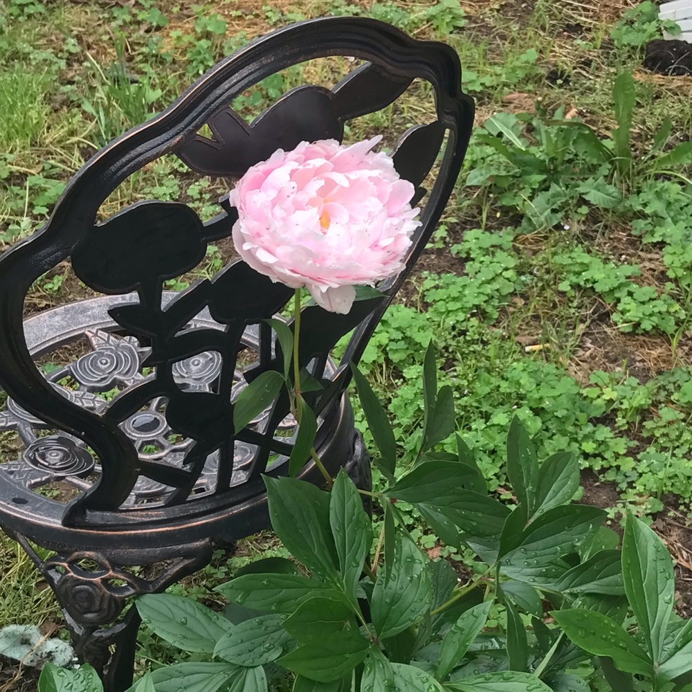 Meet your Posher, Elaine